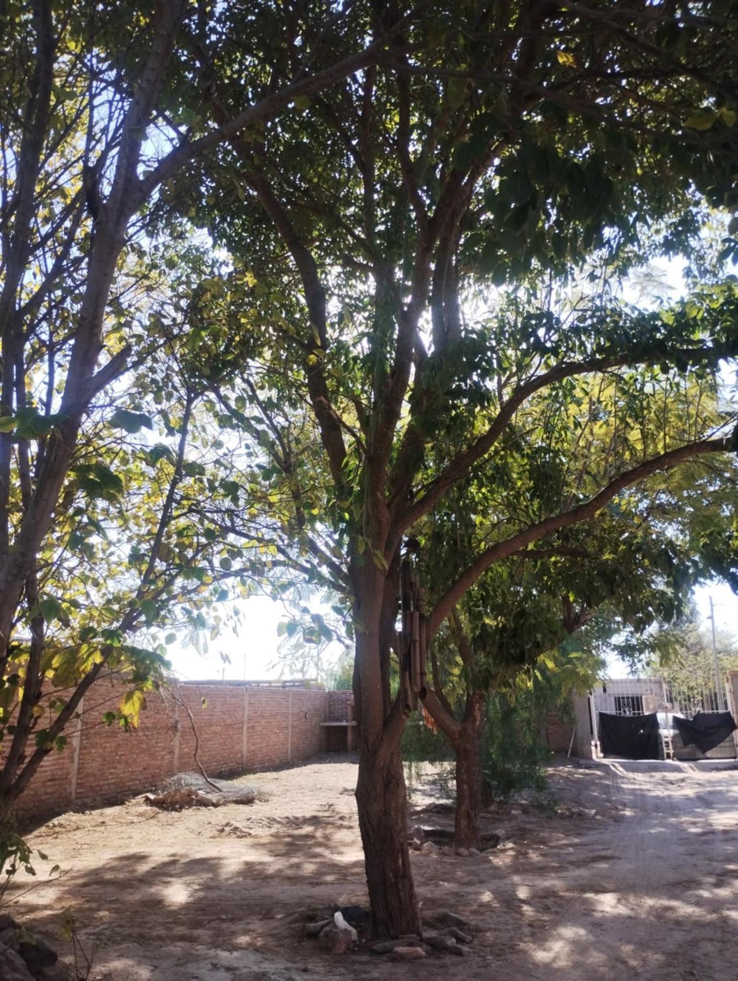 La Bea *
